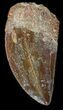 Serrated, Carcharodontosaurus Tooth #42285-1